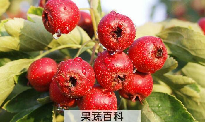 记忆中最熟悉的山楂味，那么山楂是寒性还是热性？