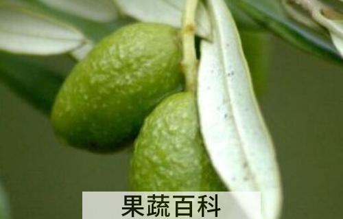 青果泡水的功效与作用 青果泡水怎么泡