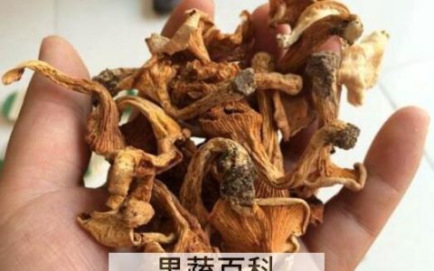 金丝菌怎么做好吃 金丝菌的食用方法