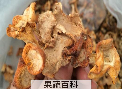 金丝菌怎么做好吃 金丝菌的食用方法