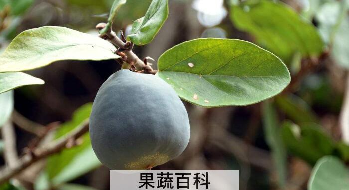 薜荔果是寒性还是热性，清热解毒防暑降暑佳品
