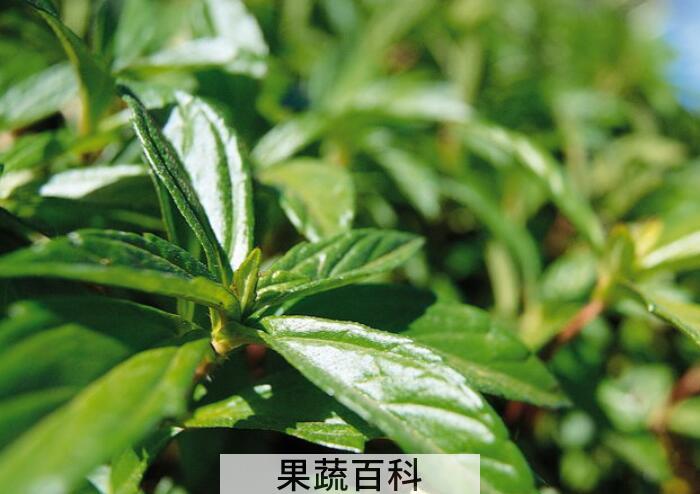 枇杷的功效与作用，枇杷果枇杷叶都是好东西！