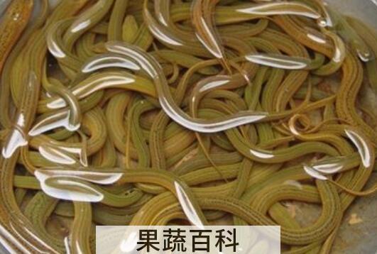 黄鳝的功效与作用及食用方法