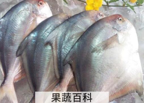 鲳鱼怎么做好吃 鲳鱼的食用方法