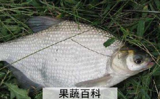 武昌鱼和鳊鱼的区别 吃武昌鱼的好处
