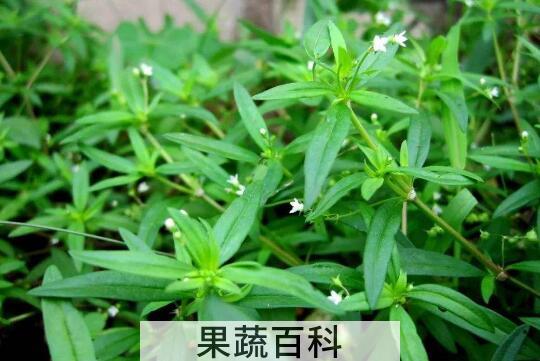 癌症最怕的三种野菜