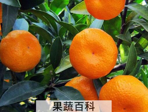 橘子不能和什么一起吃  柑橘有哪些营养价值