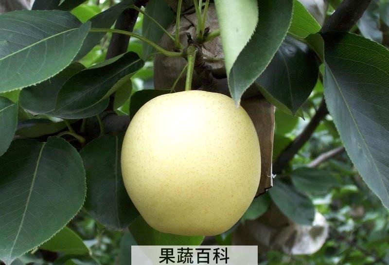 秋天梨子的吃法 立秋后吃梨有什么好处（可治咽干喉痛）
