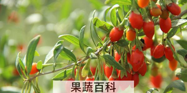 新鲜枸杞可以直接吃吗