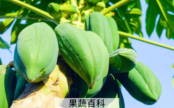 详解番木瓜的功效与作用，抗肿瘤降血压效果非常赞！
