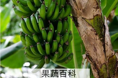 细说香蕉的营养功效与作用 称为“快乐食品”