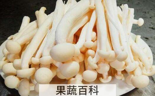 海鲜菇的功效与作用及禁忌