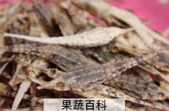 海麻雀的禁忌人群 海麻雀哪些人不能吃