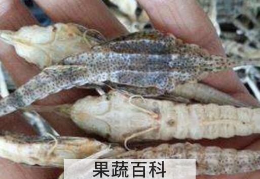 海麻雀的禁忌人群 海麻雀哪些人不能吃
