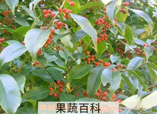 红果冬青的种植方法与注意事项