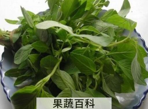 荆芥哪些人不能吃 荆芥的食用方法