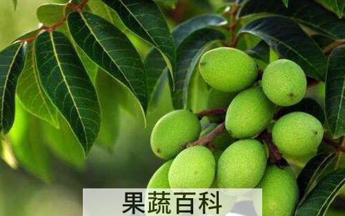 青橄榄泡水的功效与作用
