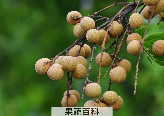 龙眼的功效与作用，营养价值超高但不宜多吃
