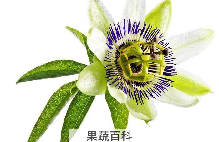详解“果汁之王”西番莲的功效与作用