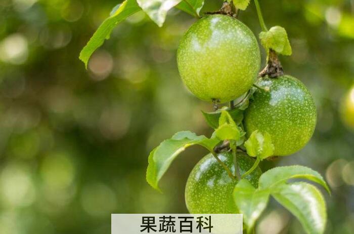 详解“果汁之王”西番莲的功效与作用