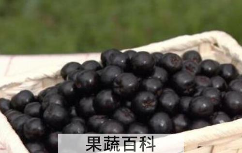 黑果花椒的功效与作用及禁忌