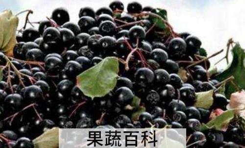 黑果花椒的功效与作用及禁忌