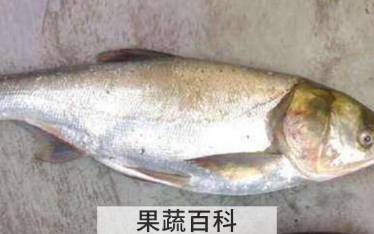 鳙鱼和鲢鱼的区别  