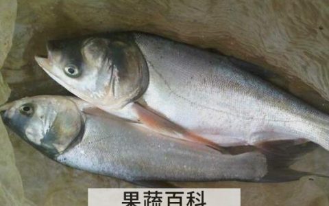 白鲢和花鲢的区别 吃白鲢的好处