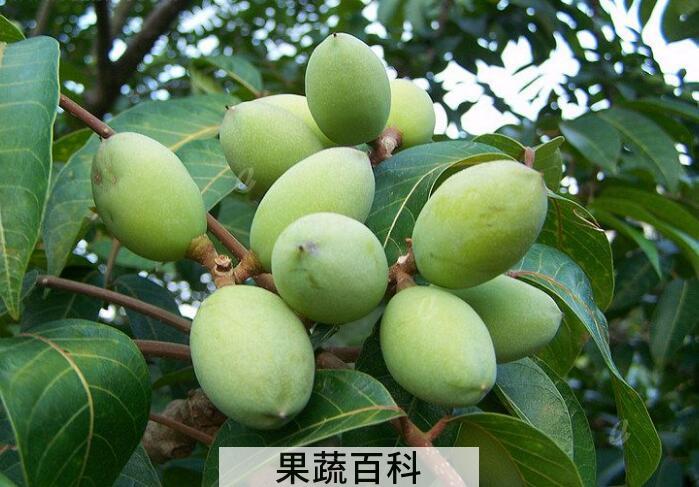 香甜可口橄榄的功效与作用，常吃橄榄对人体有哪些好处？