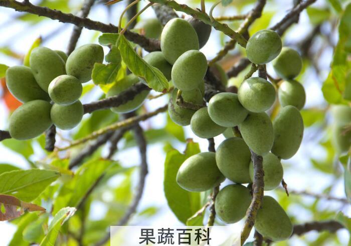 香甜可口橄榄的功效与作用，常吃橄榄对人体有哪些好处？