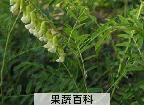 苦参菜怎么吃 苦参菜的家常做法
