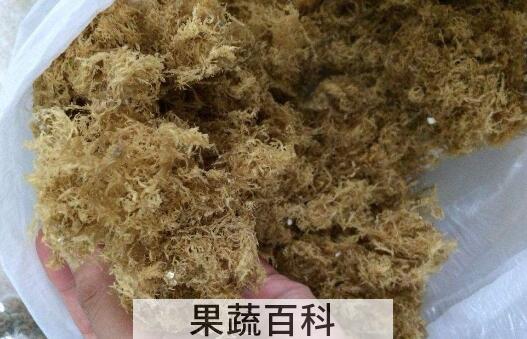 海石花与鹿角菜的区别
