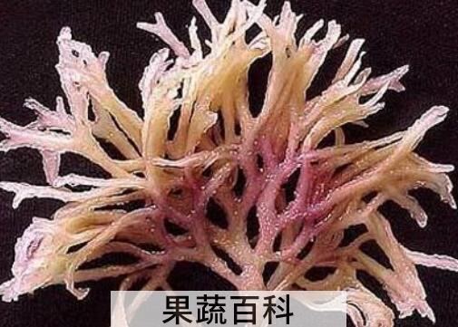 海石花与鹿角菜的区别