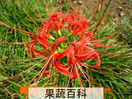 果蔬百科石蒜