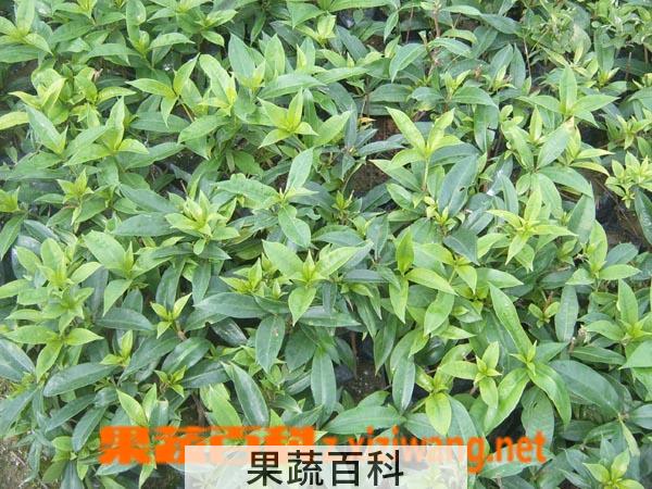 果蔬百科软枝黄蝉