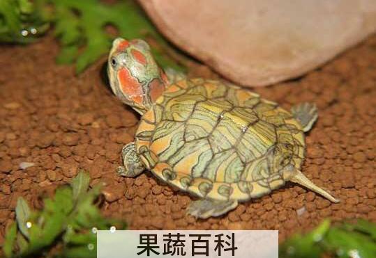 巴西龟能吃吗 巴西龟的危害
