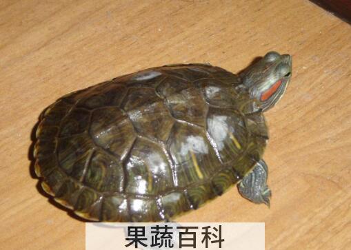 巴西龟能吃吗 巴西龟的危害