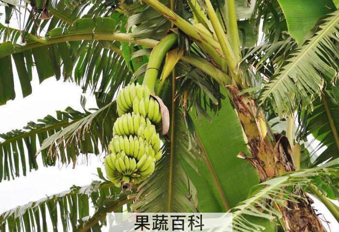 消炎解毒还抗癌，带你了解芭蕉的功效与作用