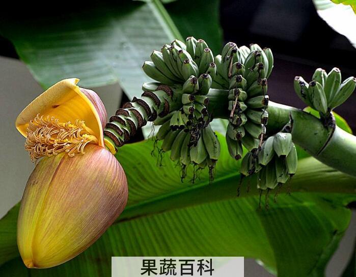 消炎解毒还抗癌，带你了解芭蕉的功效与作用