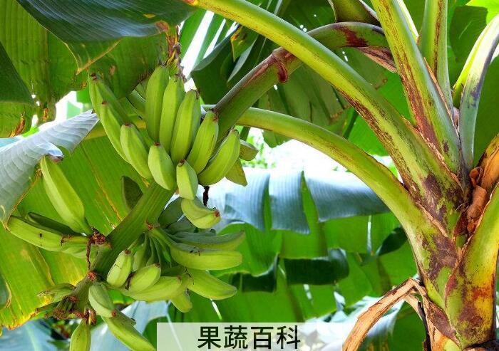 消炎解毒还抗癌，带你了解芭蕉的功效与作用