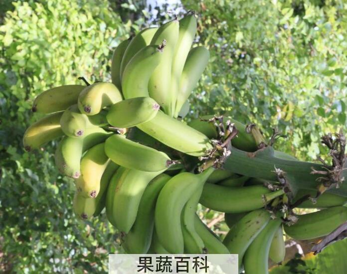 消炎解毒还抗癌，带你了解芭蕉的功效与作用