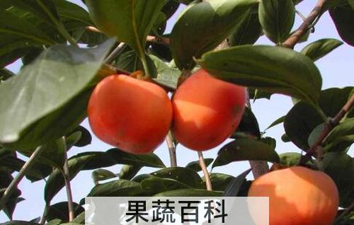 甜柿的功效和作用 吃甜柿的好处有哪些