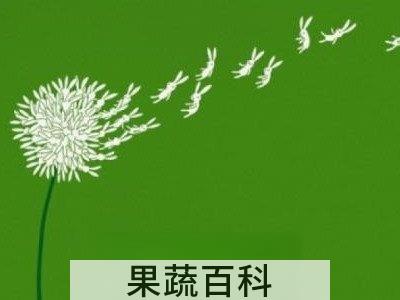 毛柄蒲公英功效，禁忌