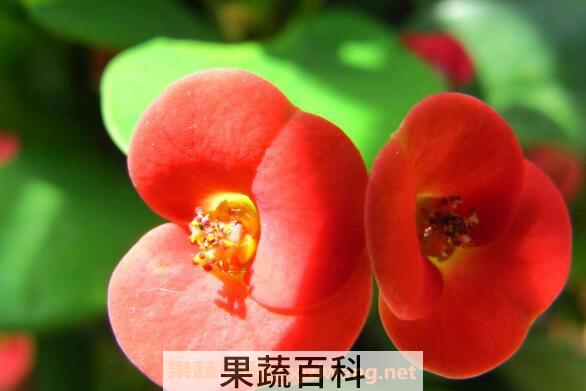 虎刺梅如何养殖 虎刺梅的养殖方法和注意事项