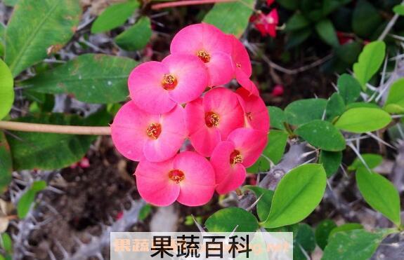 虎刺梅如何养殖 虎刺梅的养殖方法和注意事项