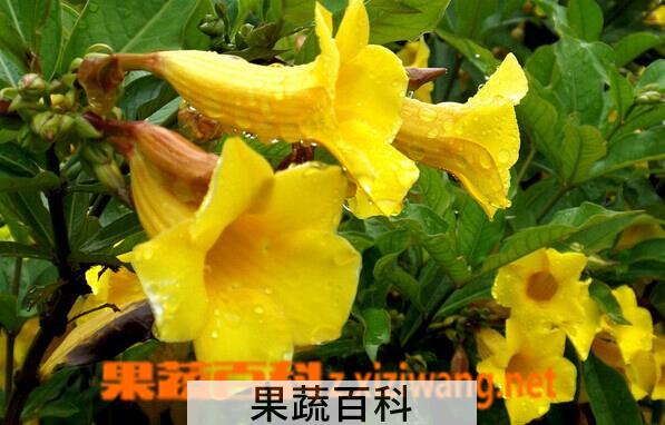 果蔬百科黄蝉