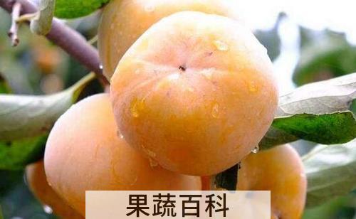 吃柿子的好处和禁忌