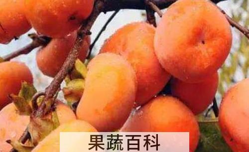吃柿子的好处和禁忌