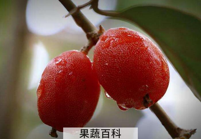 丰胸圣果羊水果的功效与作用，它的价值体现在哪里？