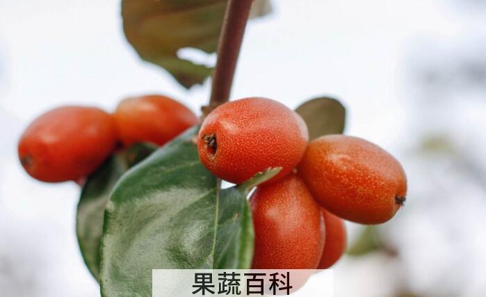 丰胸圣果羊水果的功效与作用，它的价值体现在哪里？